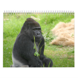 Calendrier M. Silverback
