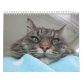Calendrier Maine Coon Kitty Cat Cute (Protection)