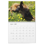 Calendrier Malinois belge (Mar 2027)