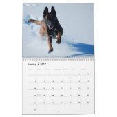 Calendrier Malinois belge (Jan 2027)