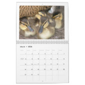 Calendrier Mallard Duckings (Mar 2026)