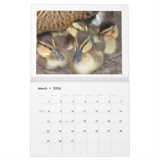 Calendrier Mallard Duckings (Mar 2026)