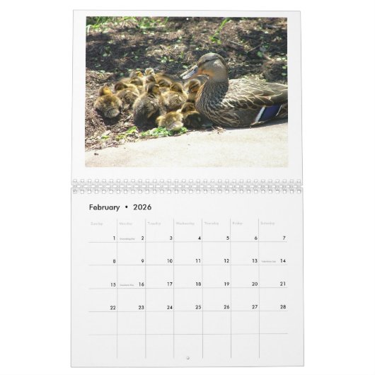 Calendrier Mallard Duckings (Feb 2026)