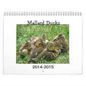 Calendrier Mallard Duckings (Protection)