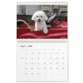 Calendrier maltais de chiot de Maltipoo (Mar 2026)