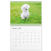 Calendrier maltais de chiot de Maltipoo (Feb 2027)