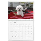 Calendrier maltais de chiot de Maltipoo (Mar 2027)
