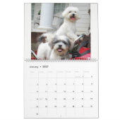 Calendrier maltais de chiot de Maltipoo (Jan 2027)