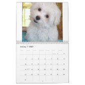 Calendrier maltais et de Maltipoo de chiot (Jan 2027)