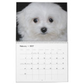 Calendrier maltais et de Maltipoo de chiot (Feb 2027)