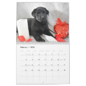 Calendrier Marionnettes Labrador (Feb 2026)