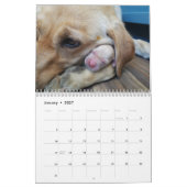 Calendrier Marionnettes Labrador (Jan 2027)