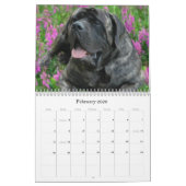 Calendrier Mastiff (Feb 2026)