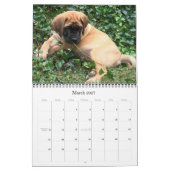 Calendrier Mastiff Puppies (Mar 2027)