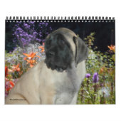 Calendrier Mastiff Puppies (Protection)