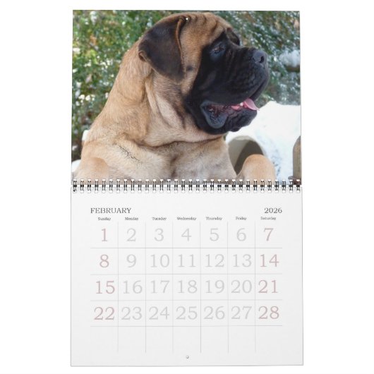 Calendrier Mastiffs (Feb 2026)