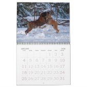 Calendrier Mastiffs (Jan 2026)
