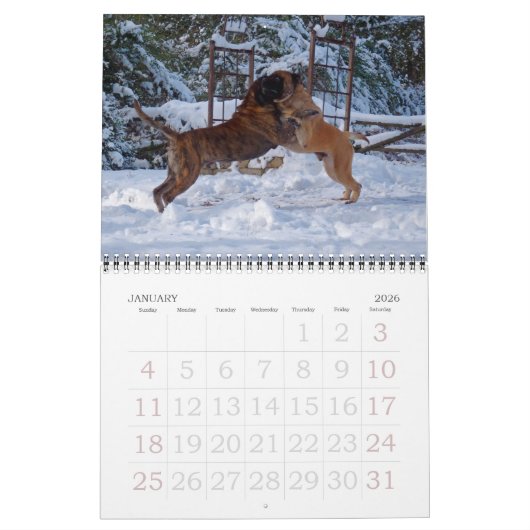 Calendrier Mastiffs (Jan 2026)