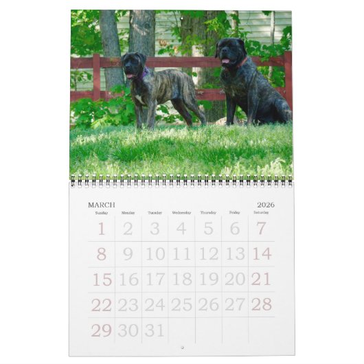 Calendrier Mastiffs (Mar 2026)
