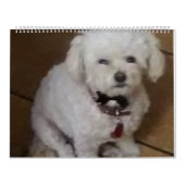 Calendrier Mattie et amis (Protection)