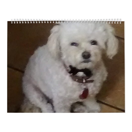 Calendrier Mattie et amis (Protection)