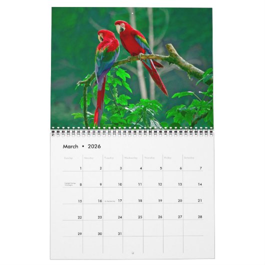 Calendrier Medium Size Beautiful Birds Calendar (Mar 2026)