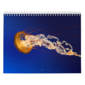 Calendrier Méduses (Protection)