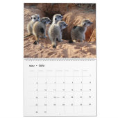 Calendrier Meerkat Pups du KMP 2024 (Mar 2026)
