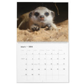 Calendrier Meerkat Pups of the KMP 2026 Calendar (Mar 2026)