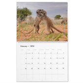 Calendrier Meerkat Pups of the KMP 2026 Calendar (Feb 2026)
