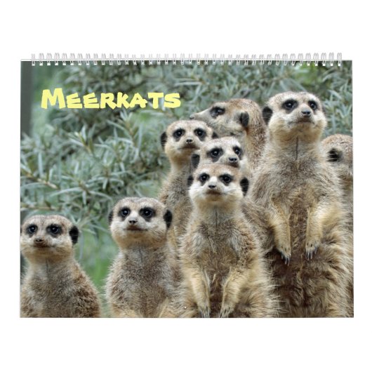 Calendrier Meerkats (Protection)