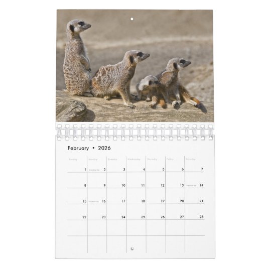 Calendrier Meerkats (Feb 2026)