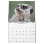 Calendrier Meerkats 002 (Jan 2027)