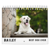 Calendrier Meilleure photo de chien (Protection)