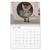Calendrier Melt Your Heart - MEOW 2023 Kitten Calendar (Jan 2026)