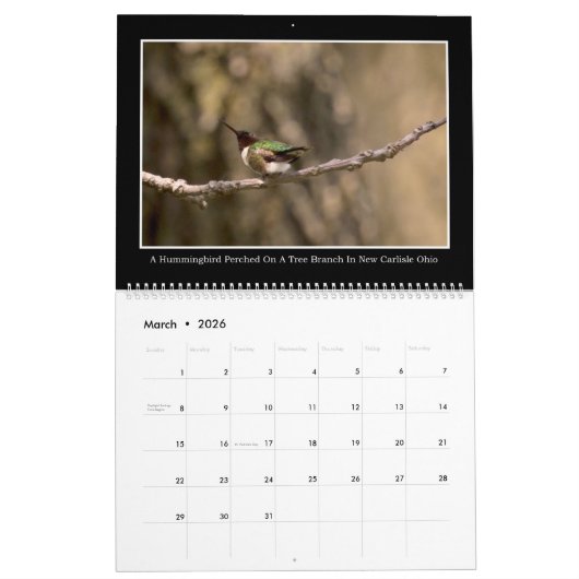 Calendrier mensuel des colibris 2017 par Tom (Mar 2026)