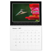 Calendrier mensuel des colibris 2017 par Tom (Feb 2027)