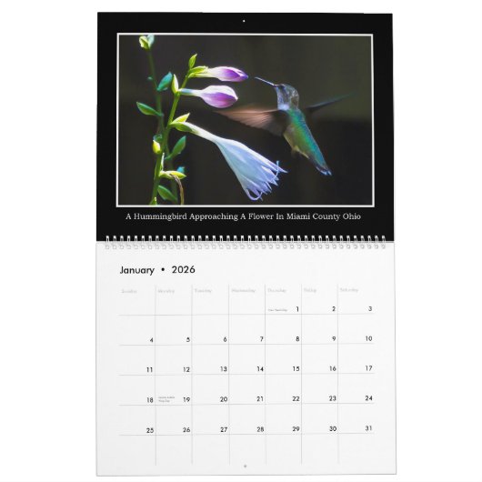 Calendrier mensuel des colibris 2017 par Tom (Jan 2026)