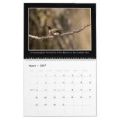 Calendrier mensuel des colibris 2017 par Tom (Mar 2027)