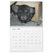 Calendrier mignon 2011 de chinchilla (Mar 2026)