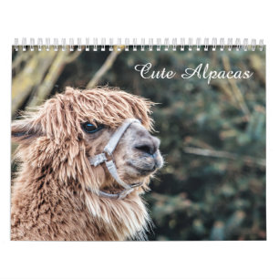 Calendrier mignon d'alpaga entièrement