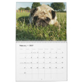 Calendrier mignon de chiens de carlins - (Feb 2027)