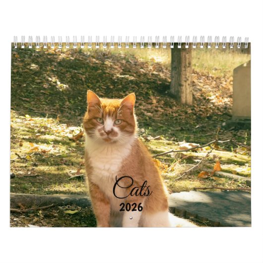 Calendrier Modern Cute Funny Pet Kitten Cat Photos Calendar (Protection)