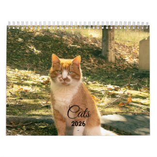 Calendrier Modern Cute Funny Pet Kitten Cat Photos Calendar
