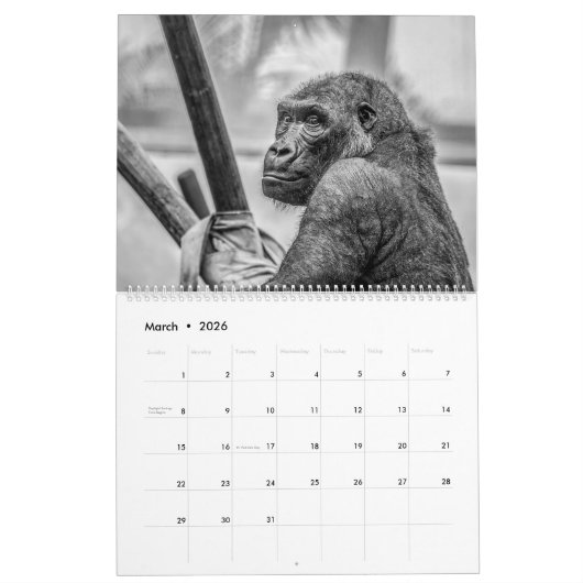 Calendrier Monkey Business (Mar 2026)