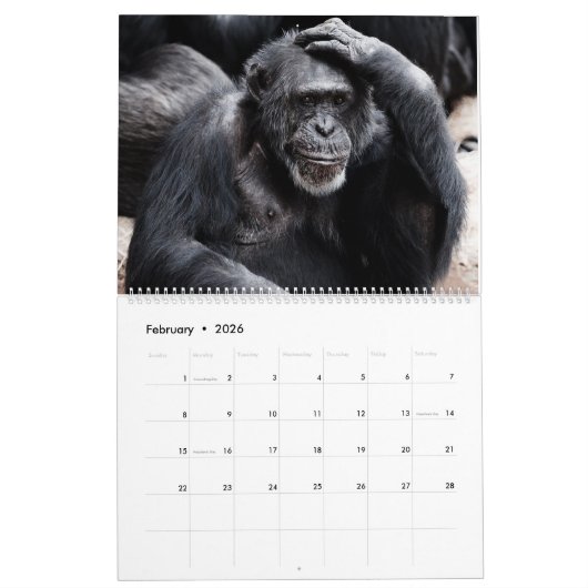 Calendrier Monkey Business (Feb 2026)