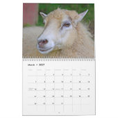 Calendrier Mouton Aimer la vie (Mar 2027)