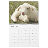 Calendrier Mouton bébé 2026 (Mar 2027)