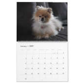 Calendrier Mur de chiens Pomeranians mignons (Jan 2027)