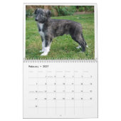 Calendrier Mural 2012 chiots de soie 2 de Windhounds (Feb 2027)